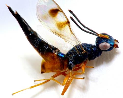 Réf. 238 201 : Trigonoderus cyanescens